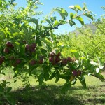 Agape Organics Apples