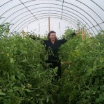 Lattin Farms Tomato Hoophouse