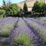 Lavender Ridge