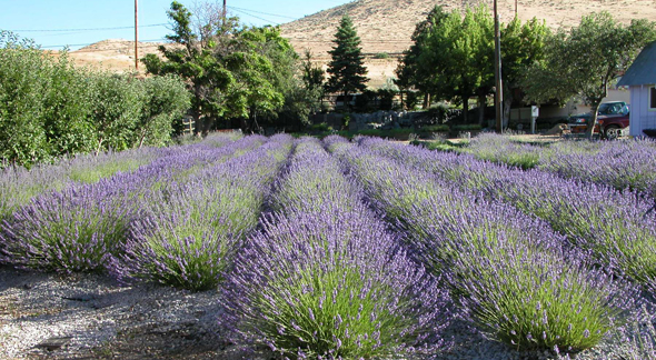 Lavender Ridge