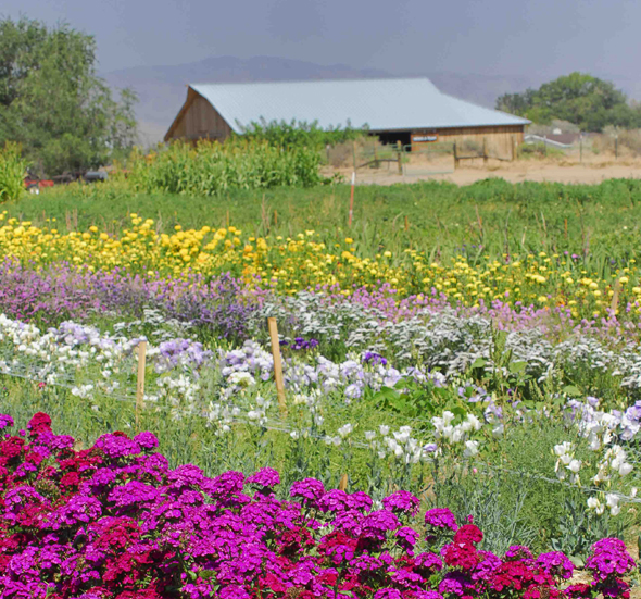 Smith and Smith Flowers