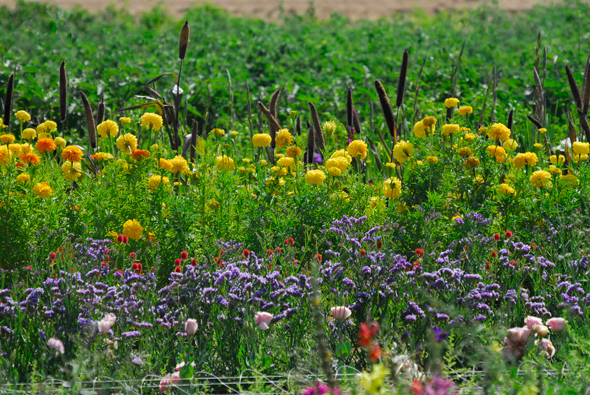 Smith and Smith Flowers